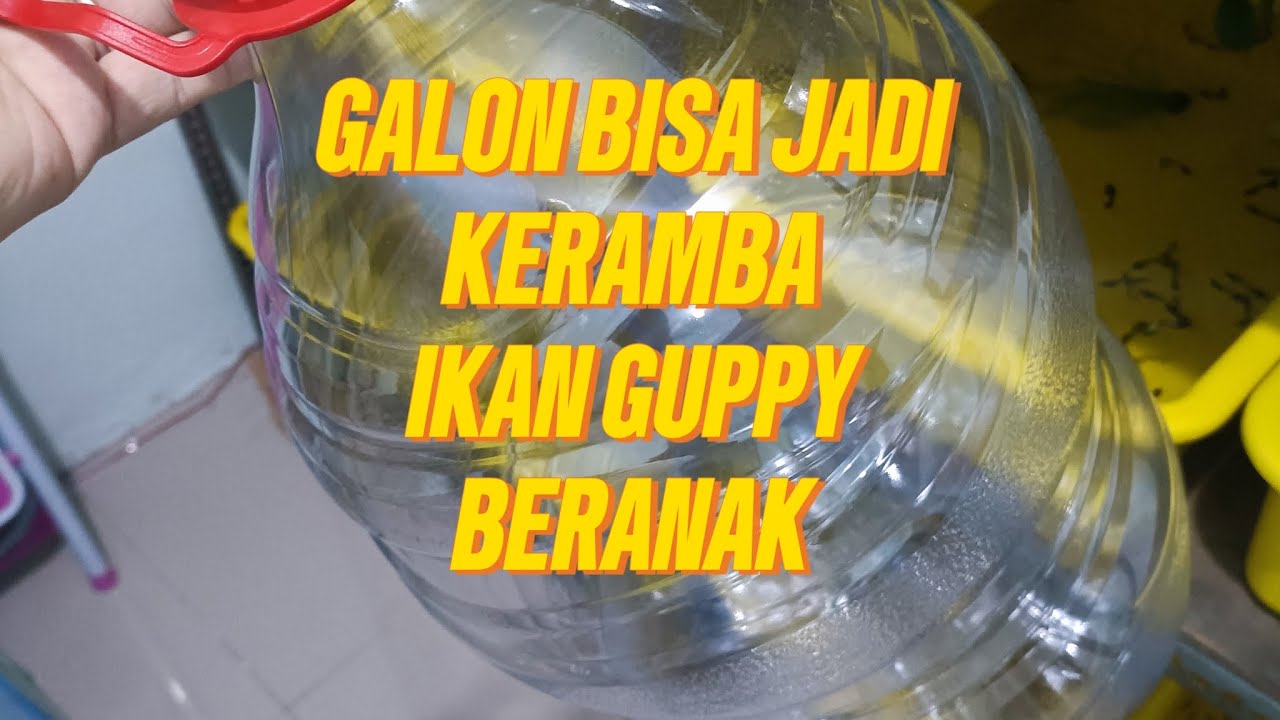 GALON BISA JADI KERAMBA IKAN GUPPY BERANAK