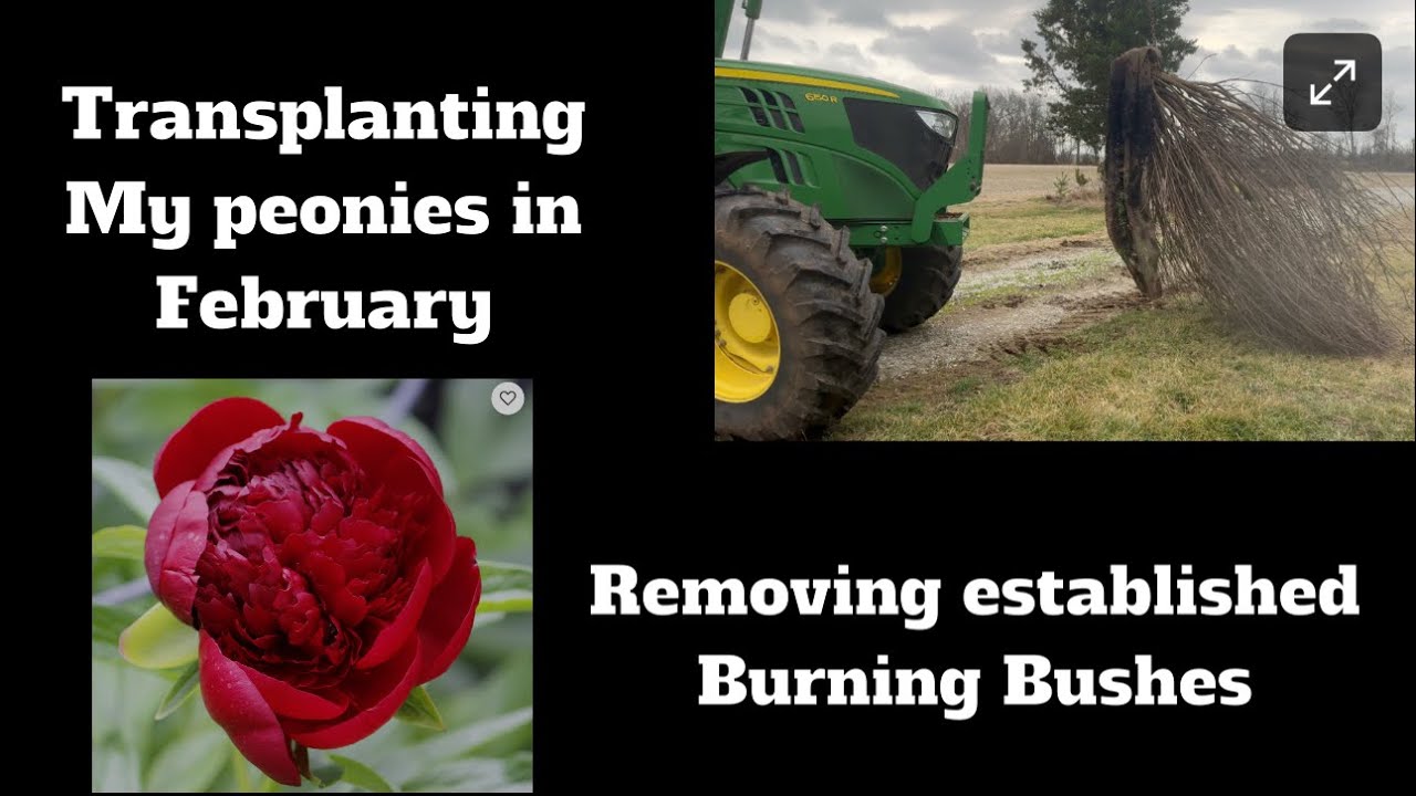 Removing established Burning Bushes and transplanting peonies