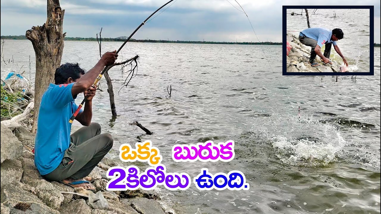 Big Size tilapia fish catching || single Hook Fishing || tilapia fish malayalam || Big Fish