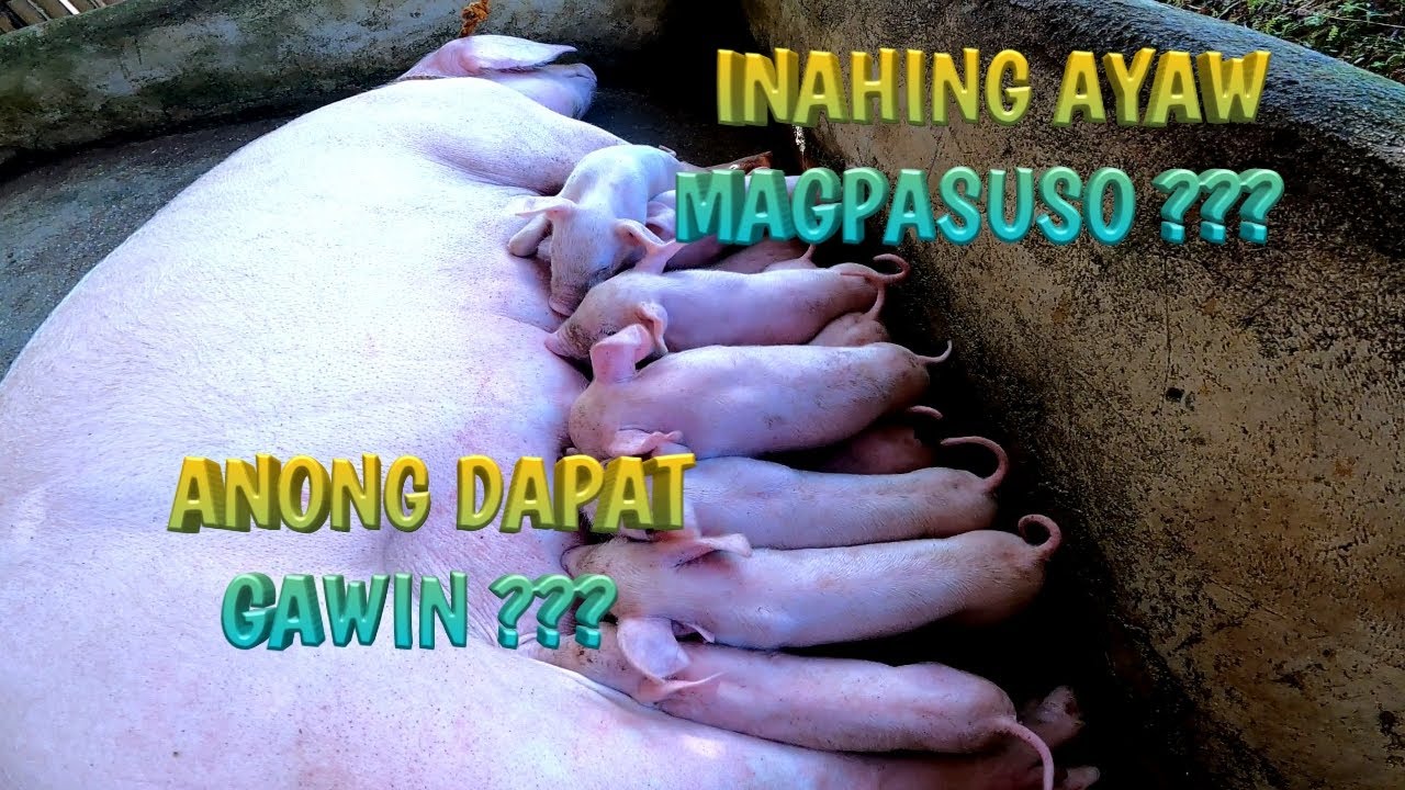 DAHILAN KUNG BAKIT AYAW MAGPASUSO ANG INAHIN | TERZAGHI TV