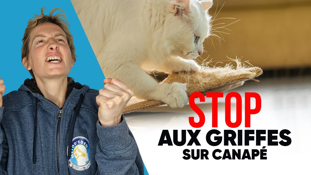 Mon Chat Fait Ses Griffes Sur Le Canapé