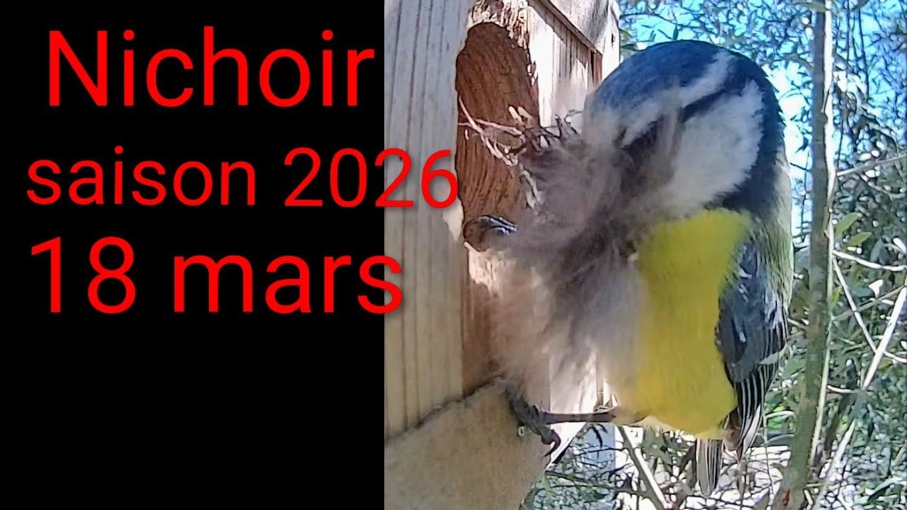 Nichoir saison 2026: 18 mars construction du nid des mésanges bleues #nichoir #nature #birds