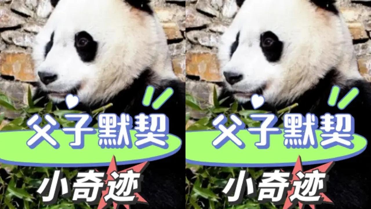 看到小奇迹和王奶爸默契配合找笋笋，才发现“父子俩”有多信任对方#小奇迹 #熊猫 #国宝 #治愈 #王奶爸