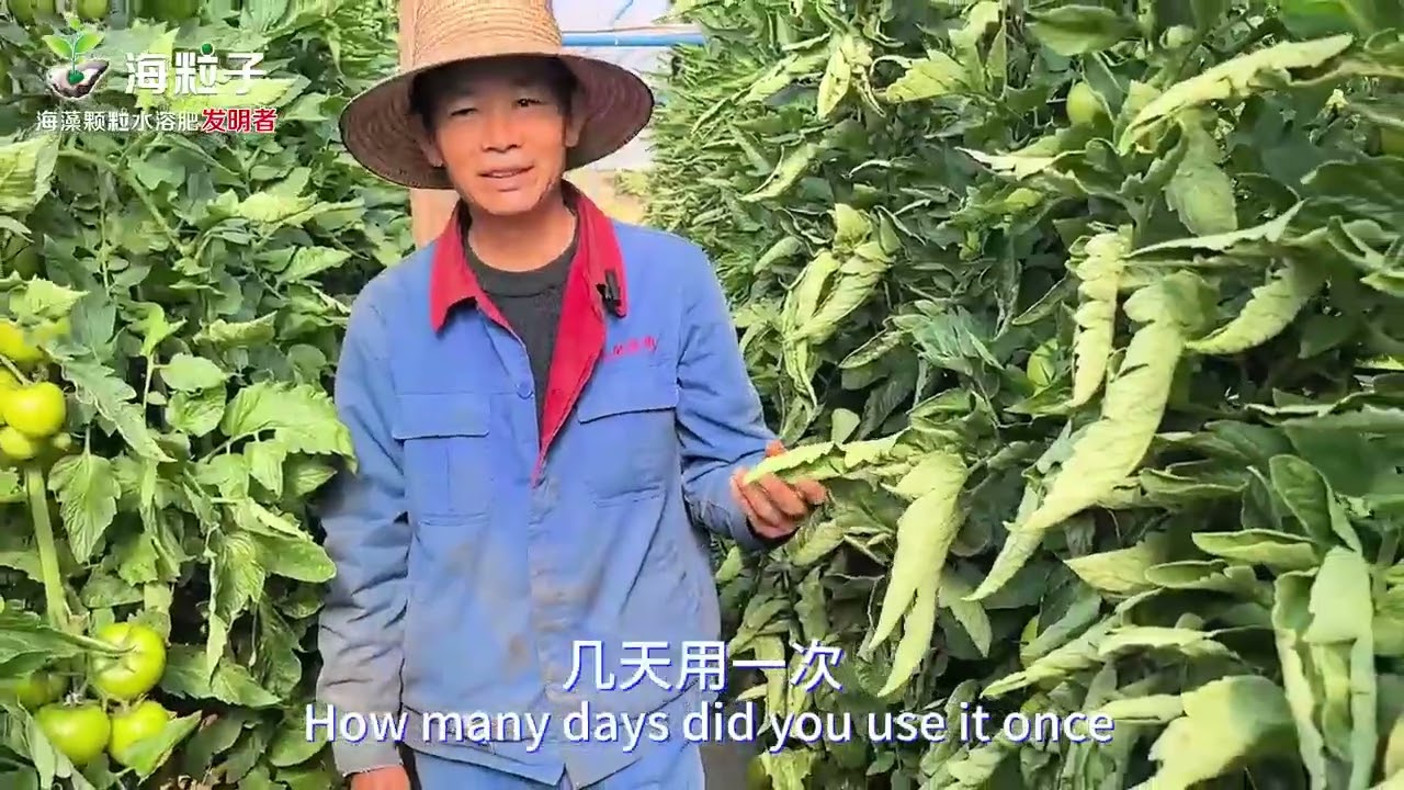 Use Hily seaweed fertilizer , tomatoes are even-sized, sweet-tasting and sell for more!