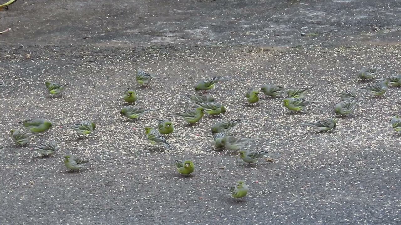 Canarios de monte comiendo alpiste en el patio de la casa de un abuelito.