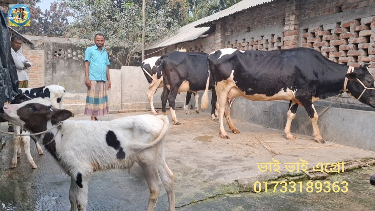 @ আজ ১০/৩/২০২৬|| ভাই ভাই এগ্রো ফার্মের উন্নত জাতের দুধের গাভী বাছুর||