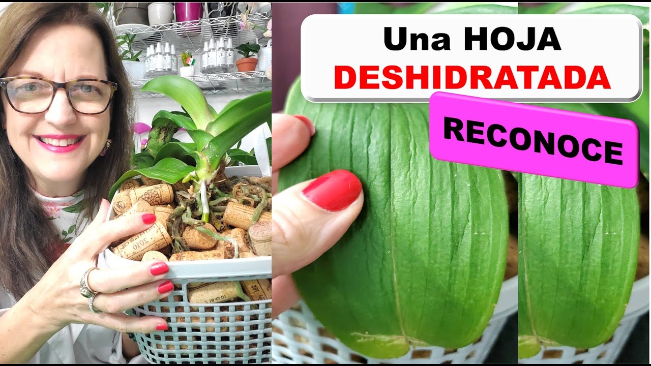 Como saber si mi orquidea necesita agua puede crecer en corcho hojas caidas arrugadas #296