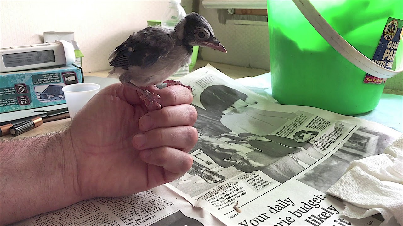 Feeding a Baby Blue Jay Fledgling and Releasing it to the Wild