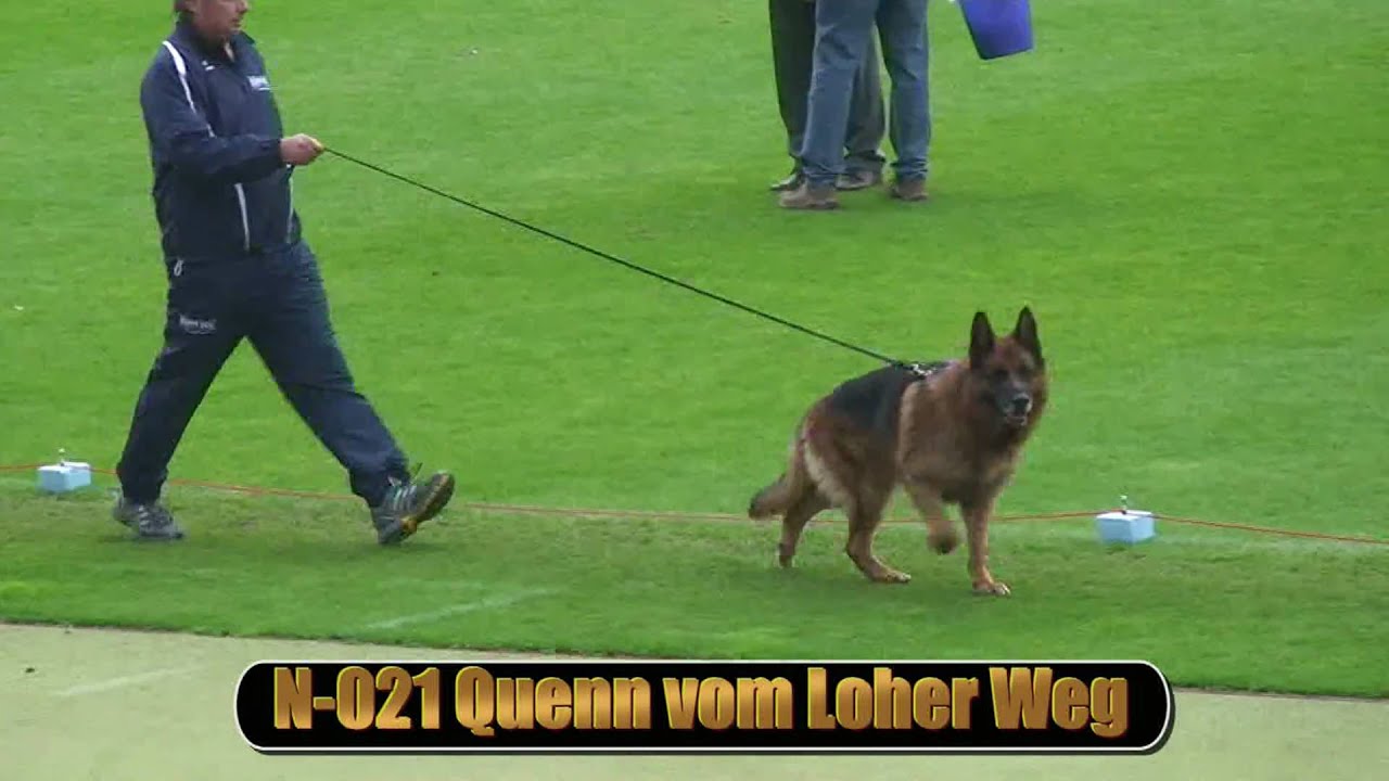 2010 SV BSZS NKGR part 13 Quenn vom Loher Weg HD