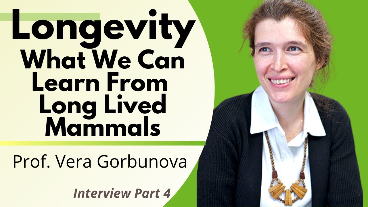 Longevity - What We Can Learn From Long Lived Mammals | Professor Vera Gorbunova Ep4/4