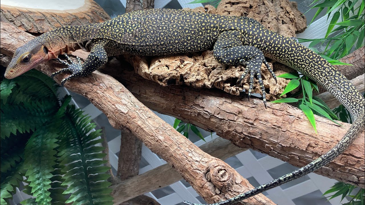Peach throat monitor enclosure upgrade is almost done ! 