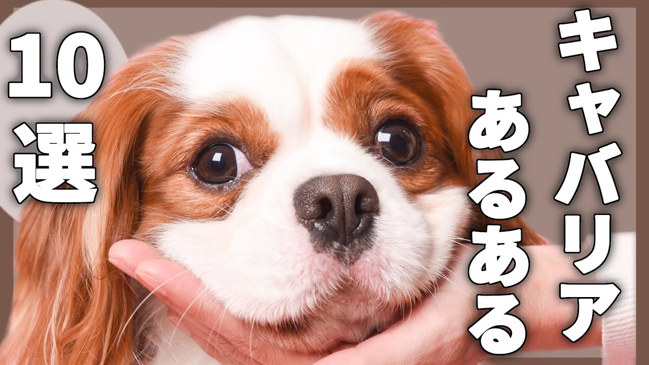 【キャバリア】あるある･特徴１０選‼︎飼い主さんは絶対共感できる⁉︎