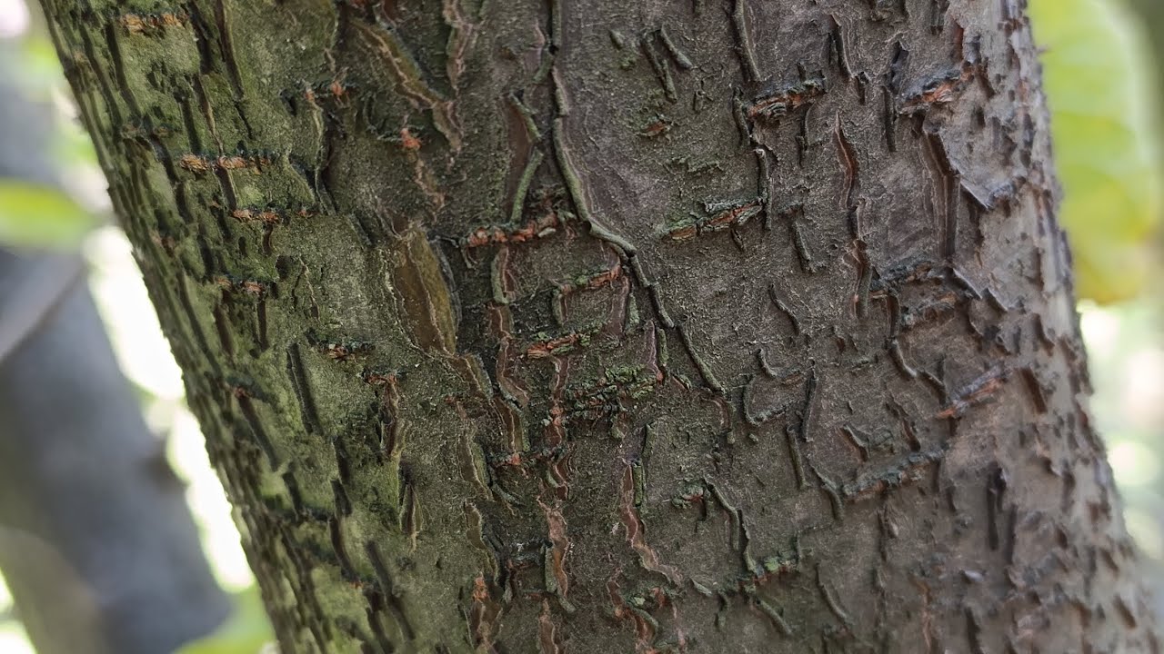 Tree pruning mistakes