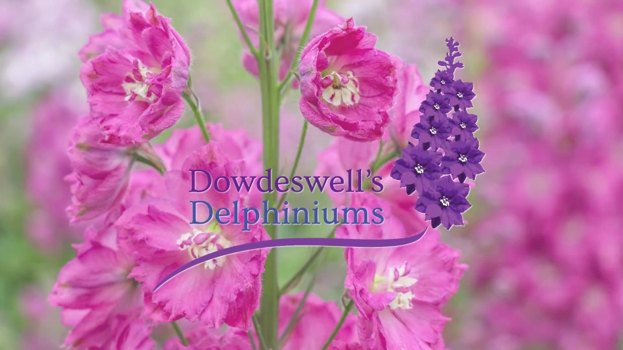 Dowdeswell's Delphiniums Советы по прорастанию семян