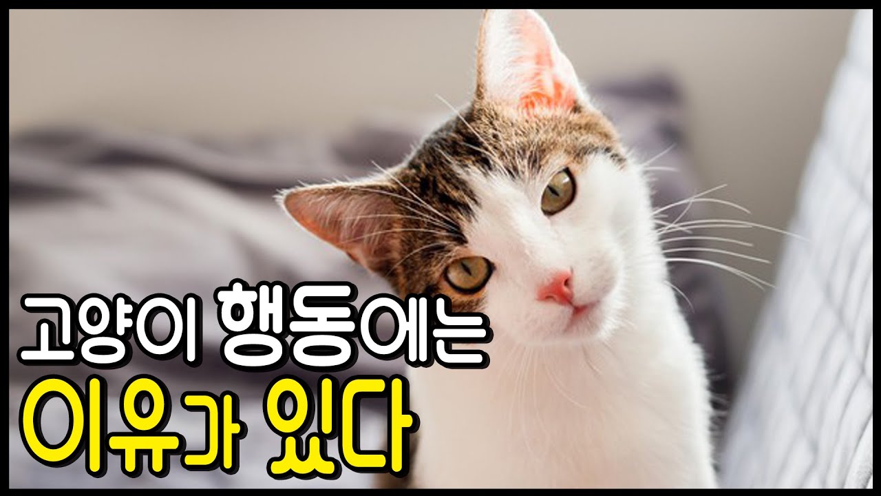 고양이 주요 행동언어 총정리. 실내 고양이가 행동을 통해 자주 표현하는 언어들을 정리해봤습니다.