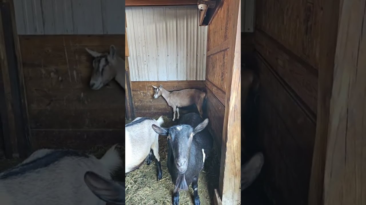 Goat Milk Stuff is live!