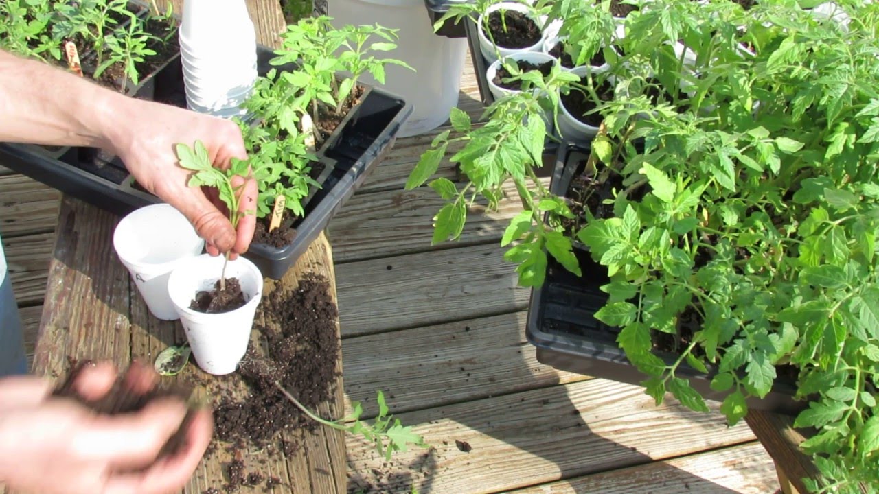 (4 of 9) Growing Tomatoes & Peppers: Cup Transplanting Tomatoes, Fertilizing, Stem Bumps, Tips