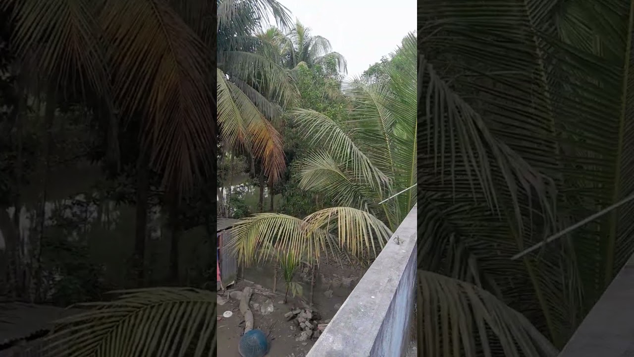 পাখি সব করে রব রাতি পোহাইল