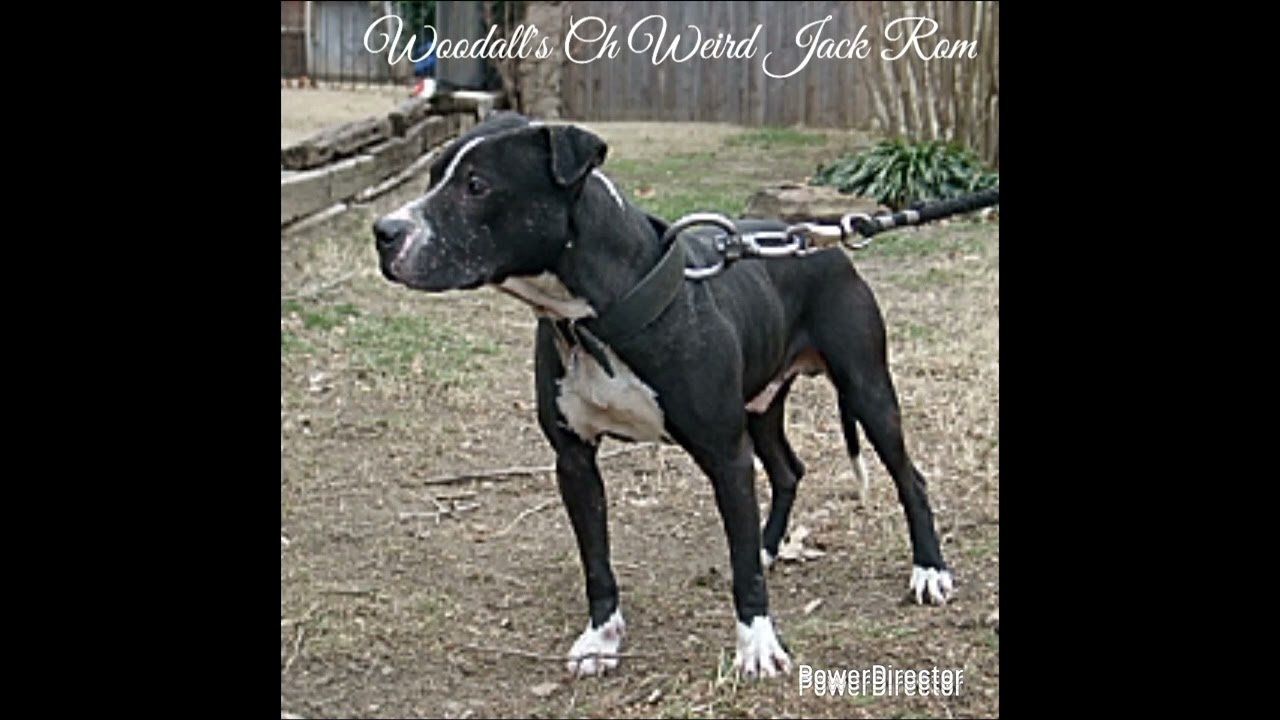 Woodall's Ch Werid Jack Rom The Best