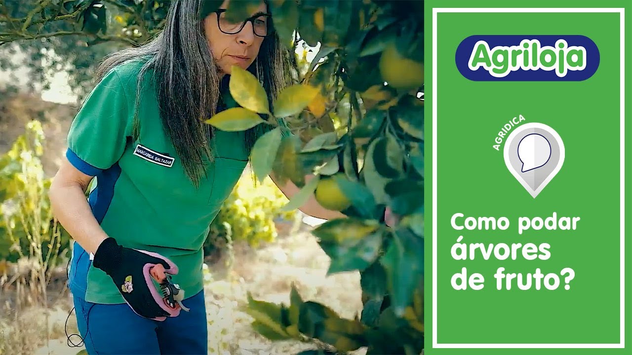 Como podar árvores de fruto?