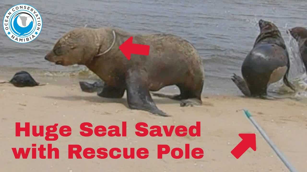 Huge Seal Saved With Rescue Pole
