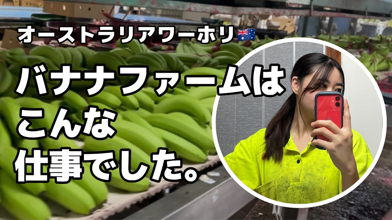 【オーストラリアワーホリ🇦🇺】バナナファームで働いたリアルな1日と給料公開