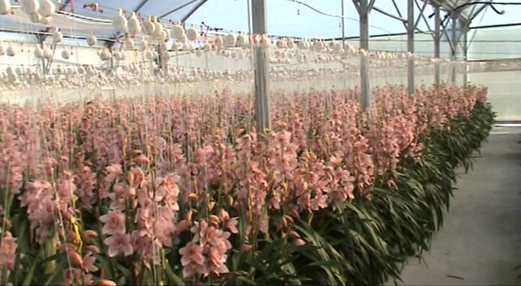 Cymbidium Production at New Zealand Bloom Supplier