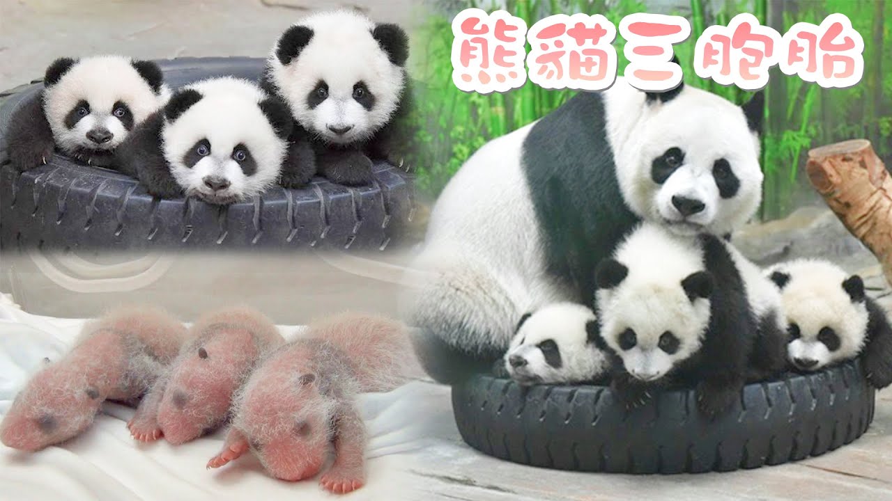 《熊貓早晚安》世界唯一大熊貓三胞胎“萌酷帥”成長記 | iPanda熊貓頻道