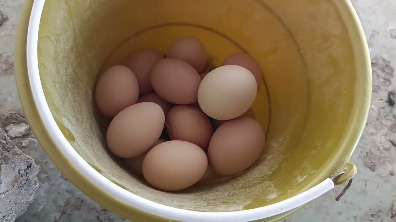 🛑 RECOGIMOS BASTANTES HUEVOS 😱 mis gallinas están bien gorditas 😊
