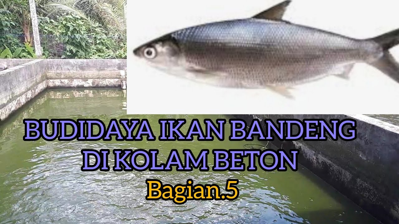 BUDI DAYA IKAN BANDENG DI KOLAM  BETON, Bagian 5.#bandeng #ikantuna #lele #nila#ikanbandeng