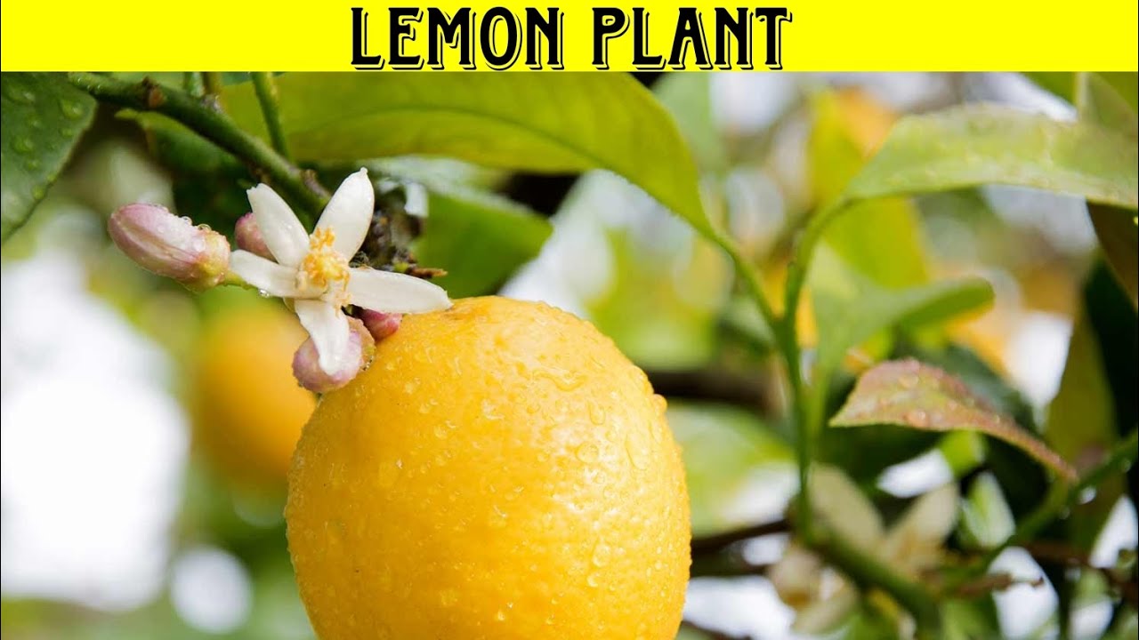 HOW TO GET MAXIMUM FRUIT IN LEMON PLANT