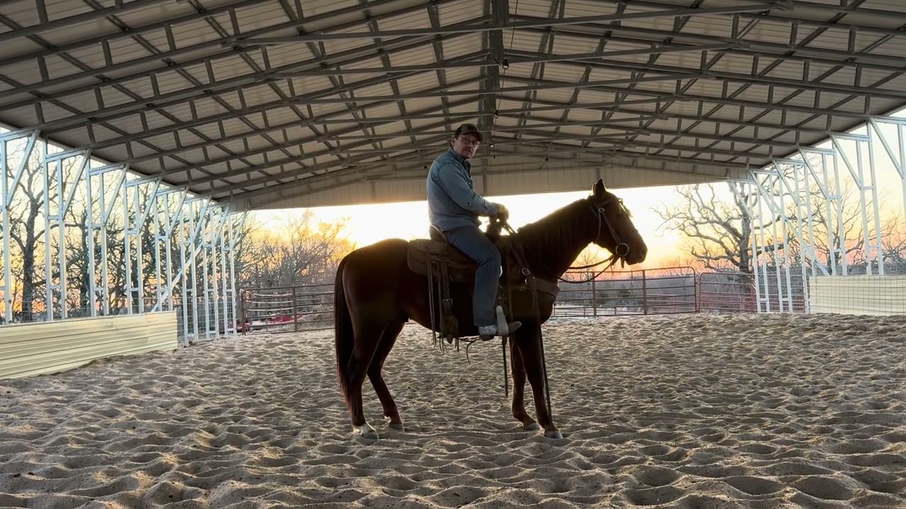 Cowboy’s 1st time in the cavesson and o-ring 