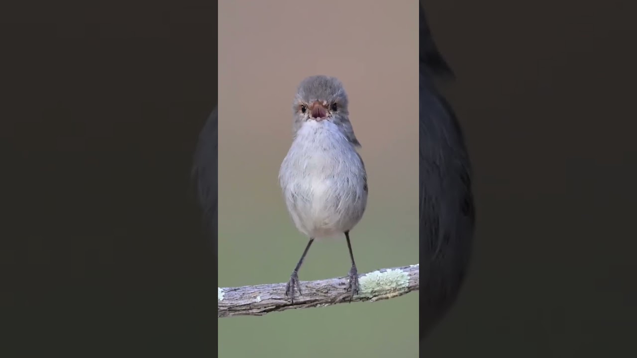Burung Spiendid Fairy Wren (cikrak Australia) gacor