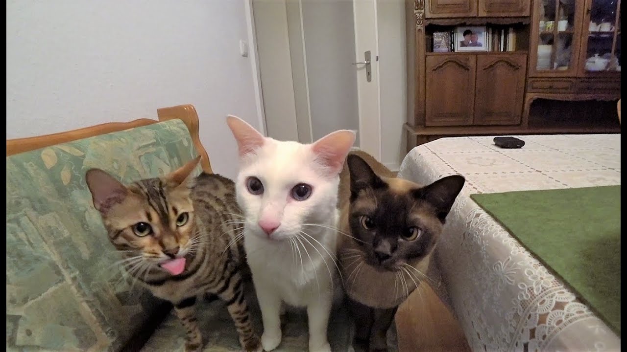 Burmese & Bengal Cat React to First Firework || Burma & Bengal Katze reagieren auf Erstes Feuerwerk