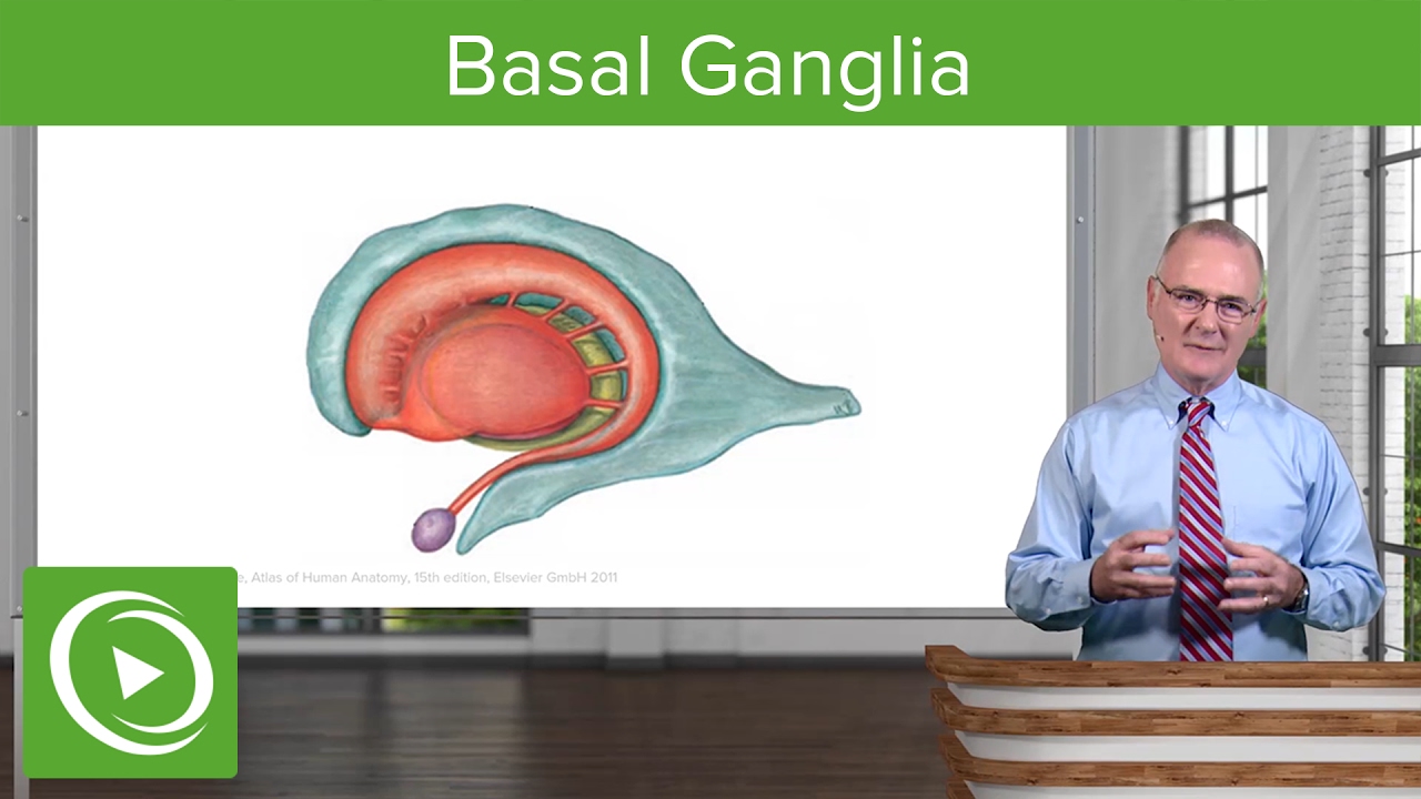 Basal Ganglia: Structures & Intrinsic Connections &ndash; Brain & Nervous System | Lecturio