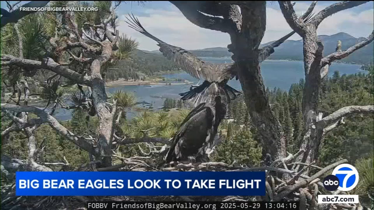 Jackie and Shadow's eaglet takes flight for a couple of seconds!