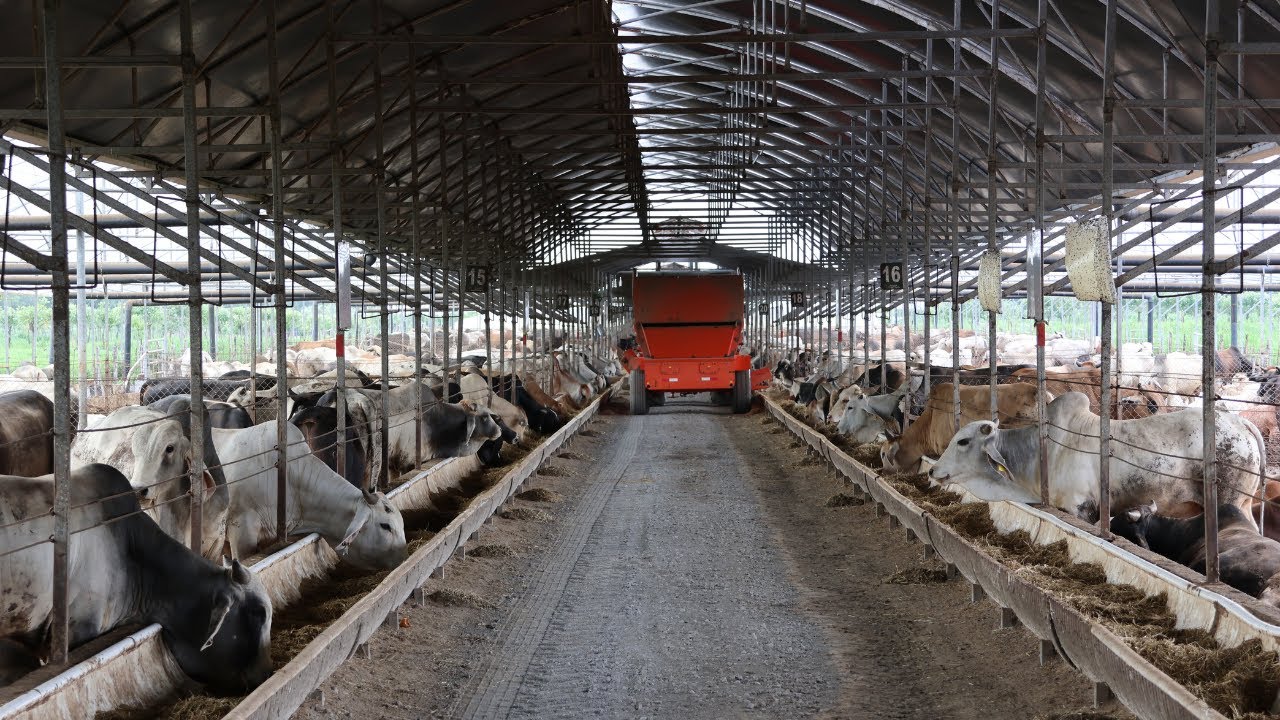 2000 toros = 4400 KG de peso DIARIO. Ganado Estabulado/FeedLot Colono Real