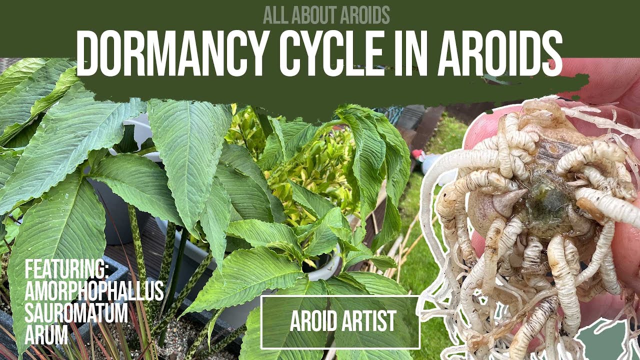 Dormancy in Hardy Aroids in a UK garden - Seen in Aroids like Sauromatum and Amorphophallus