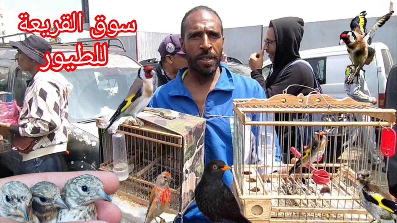 سوق القريعة للطيور يوم الاحد 4/5/2025 تعرف على اثمنة مختلف أنواع الطيور الزينة والمغردة والحسون