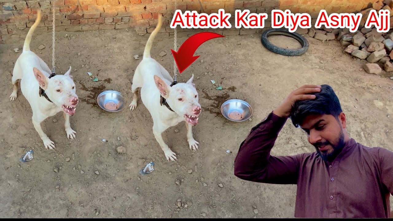 Dog Nay Mujh Par Attack kar diya Ajj | Galti ki Saza Mili | Punjabi Shok Vlogs