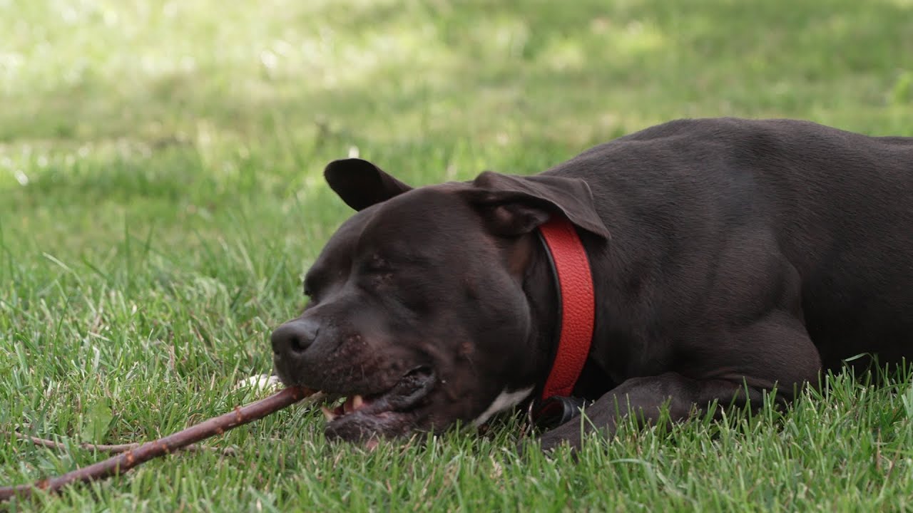 Therapiezentrum für Hunde: Tierheim Dorf Mecklenburg mit Schattenhunden überlastet