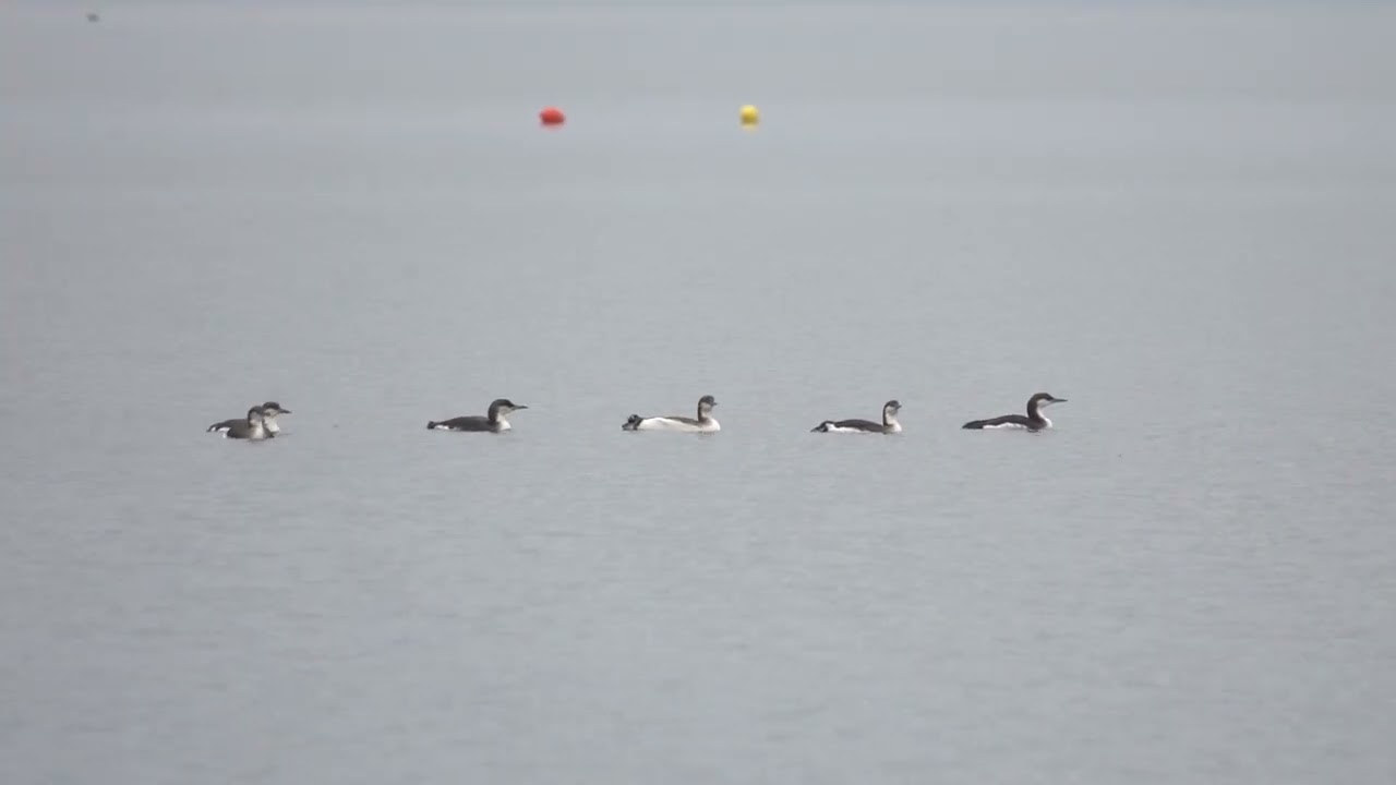 Black-throated Divers  - Kalloni Bay, Lesvos 15-1-26 Howard Vaughan