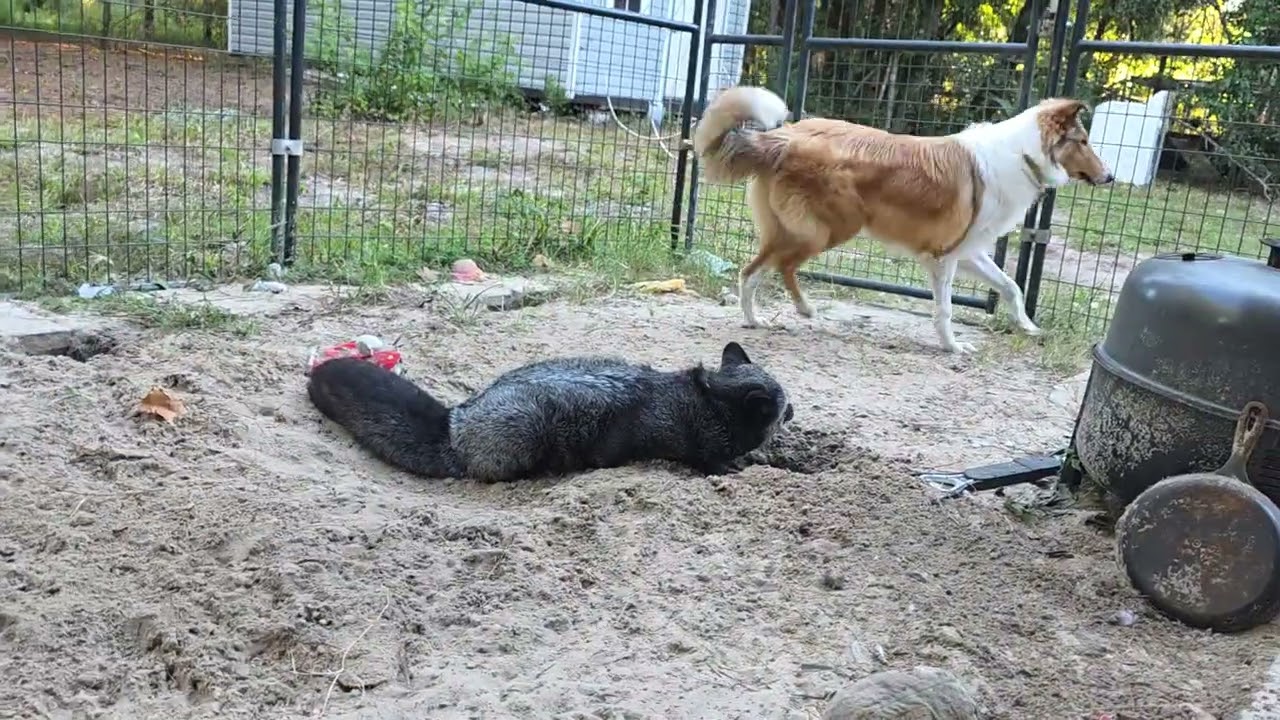 Холодное утро с Рокси и Мейбл