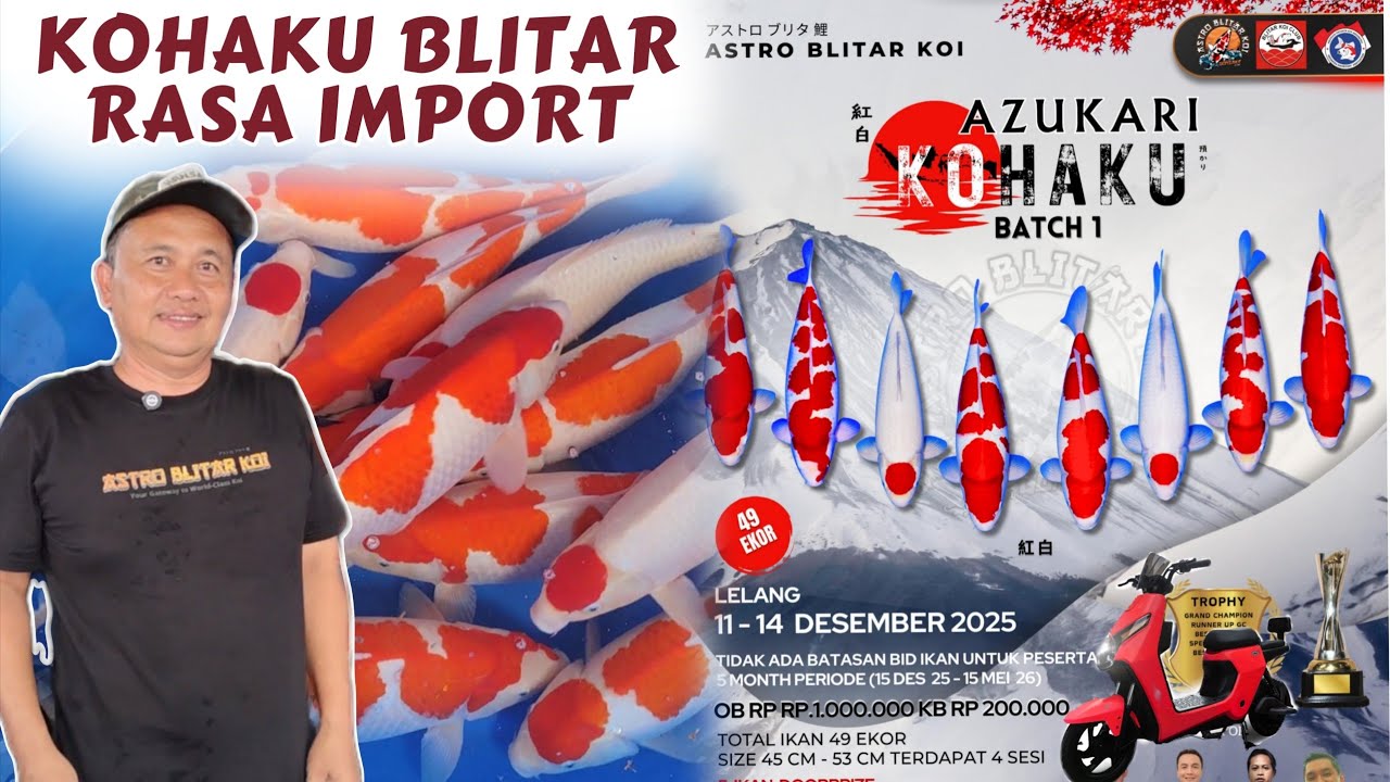 KOHAKU ASTRO RASA IMPORT ❗Spesial Azukari Kohaku Astro Blitar Koi Batch 1