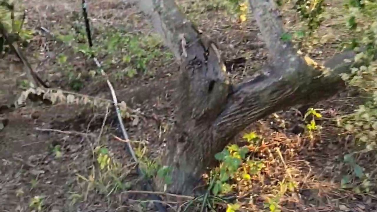 มาฟังสุรปยอดปีที่แล้วกันครับชมมะขามเทศไปนำ