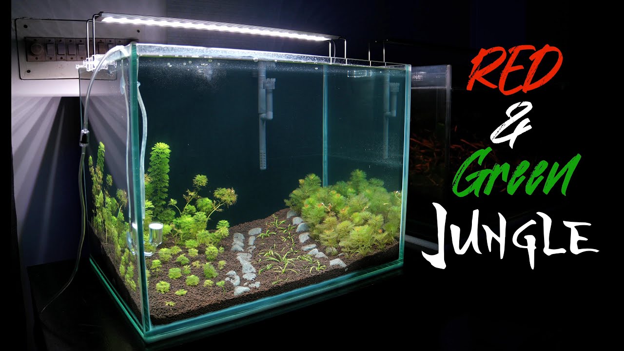 Red & Green Jungle 🎄🎅🏼 | Plants | Ambulia #aquarium #aquascape #fishtank #fishcare #fishkeeping