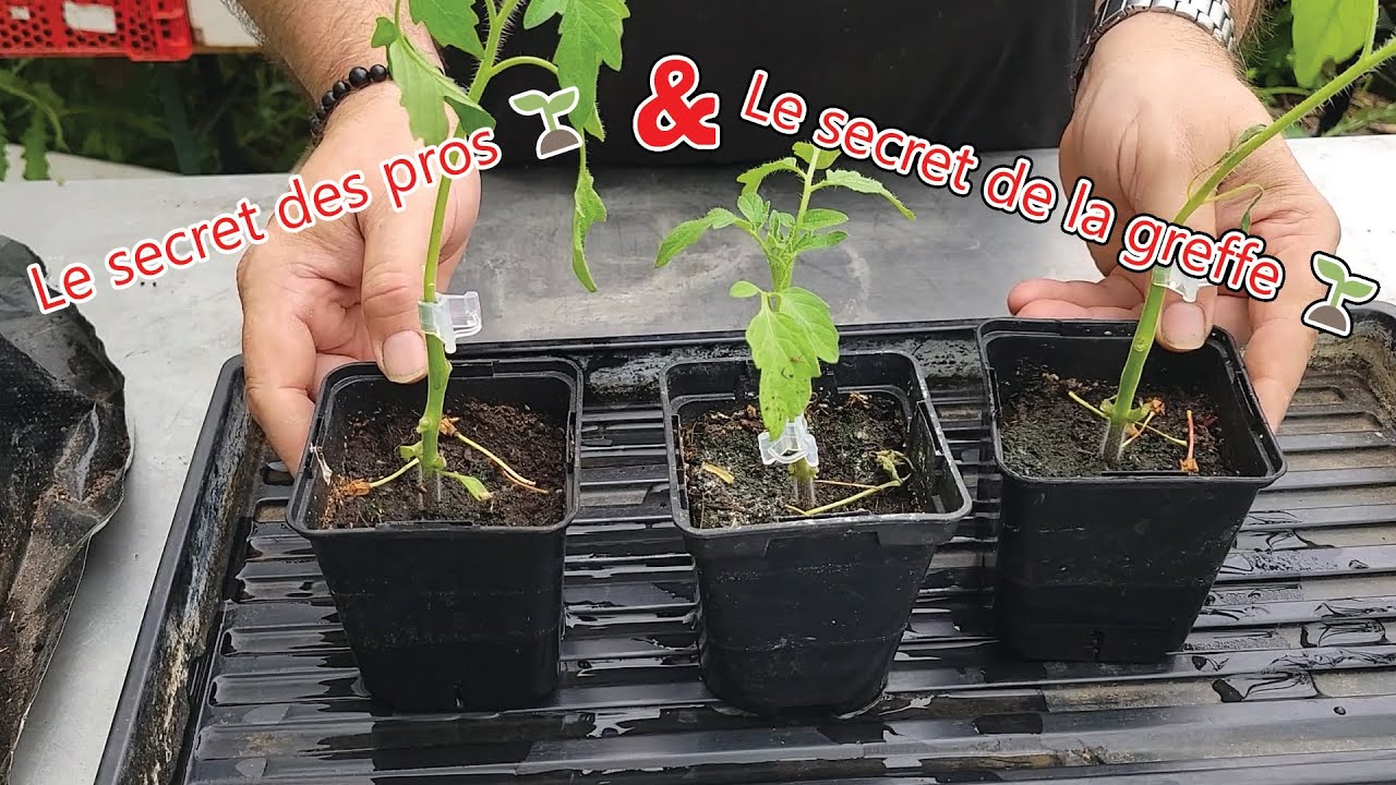 Ma Technique de Greffe de Tomate – Simple, Efficace, Testée