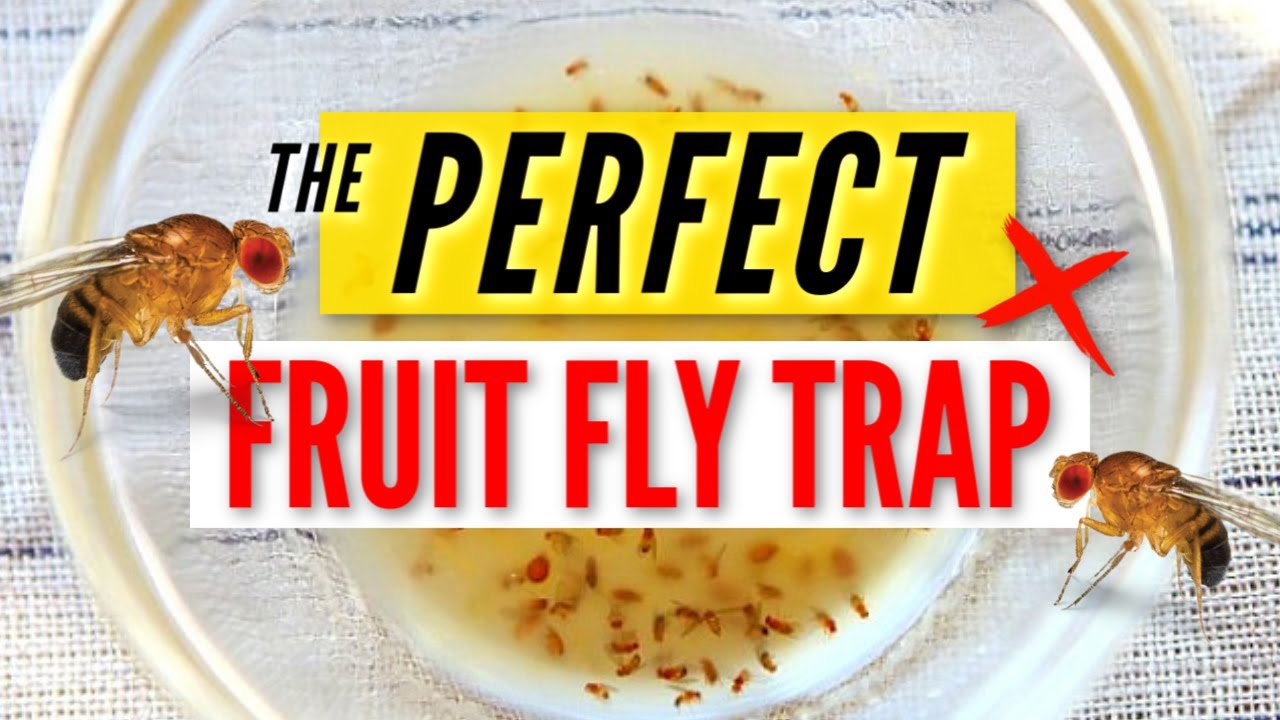 THE PERFECT FRUIT FLY TRAP | easy DIY, effective & simple life hack!