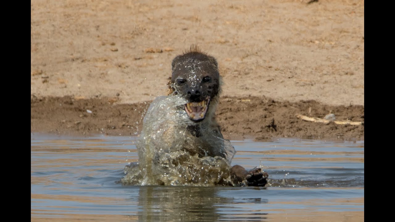 Hyena + Water = Crazy Hyena