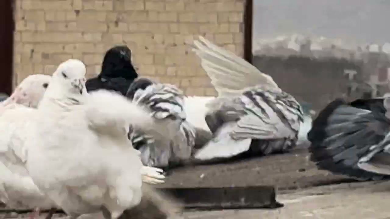 Наслаждение пением голубей вдалеке на самой роскошной крыше Ирана под дождем 🥲 Ласточек нужно сже...